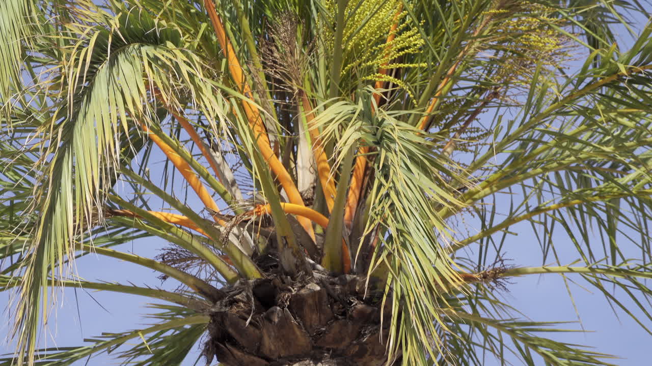 Close up of a palm tree on the beach with the blue sky on the background
