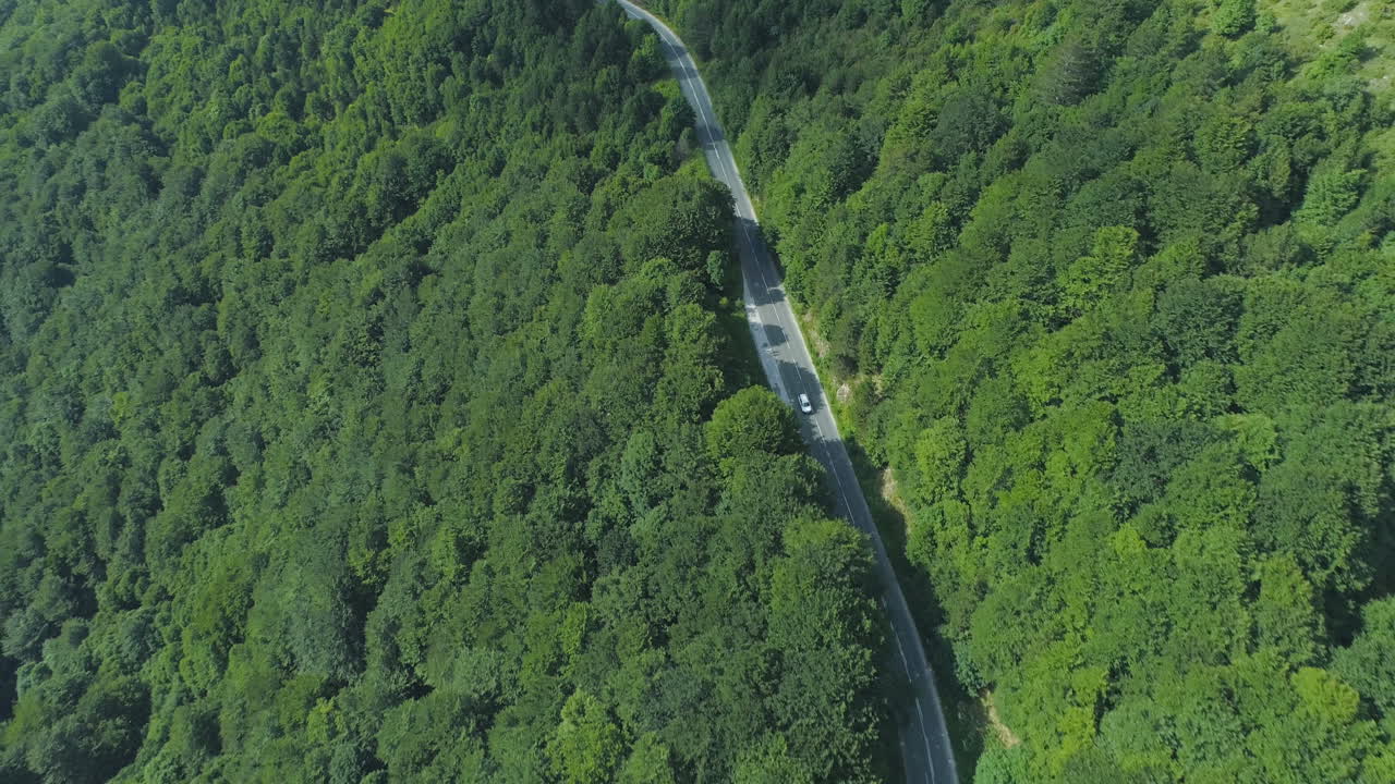 녹색 숲에서 나무 사이 고속도로 도로에서 운전하는 흰색 세단