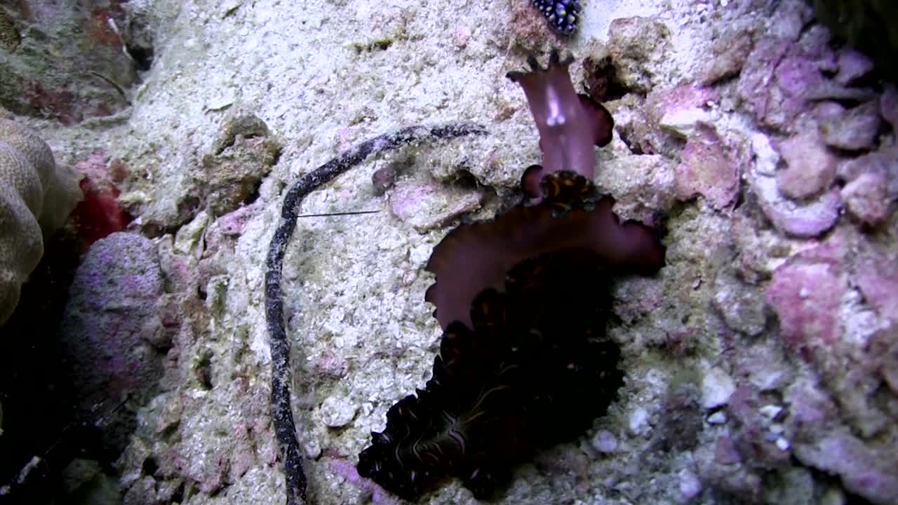 platelminto en koh tao-7