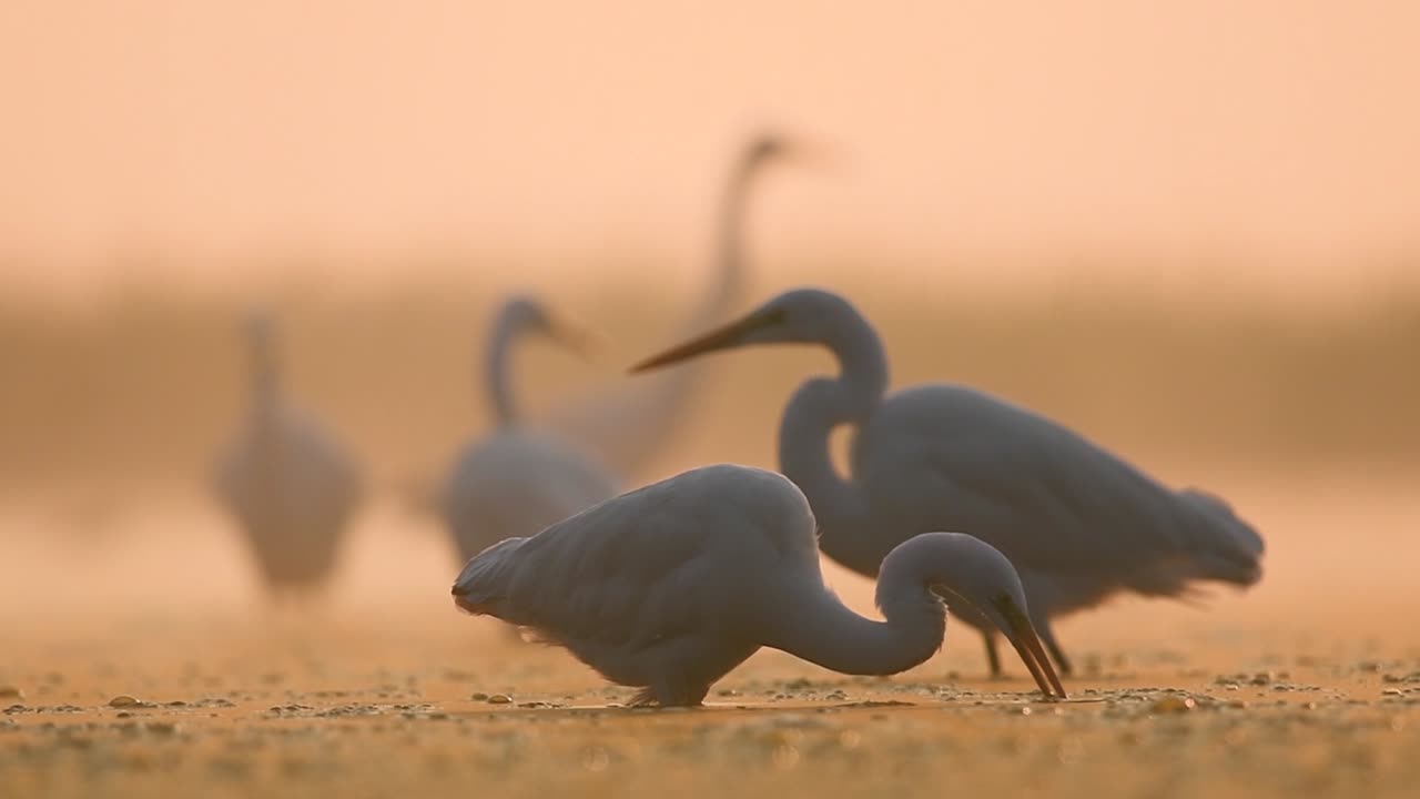 Flock of Great Egrets in Misty morning