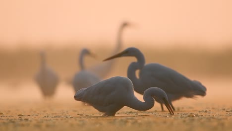 flock of great egrets in misty morning