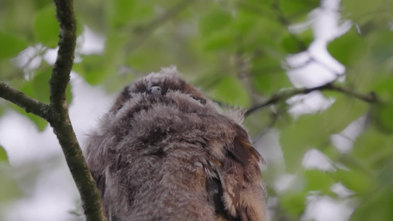 주위를 둘러보고 나무에 자리 잡은 젊은 갈색 올빼미