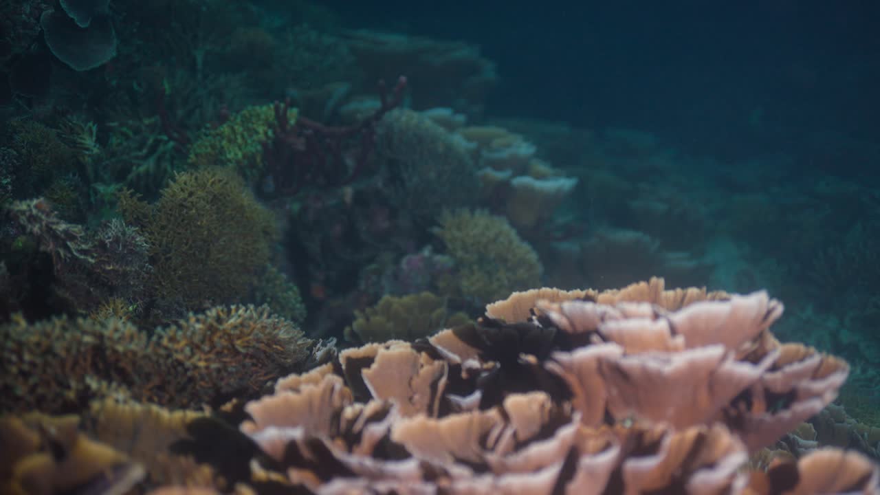 Ripresa subacquea notturna di una vibrante barriera corallina