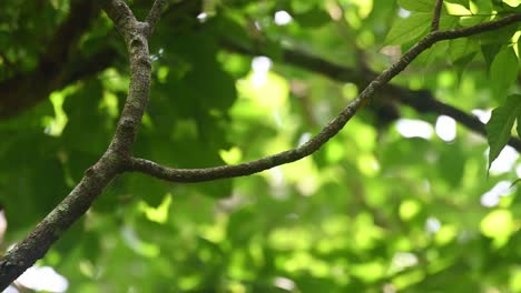 collared owlet, taenioptynx brodiei, kaeng krachan national park, thailand