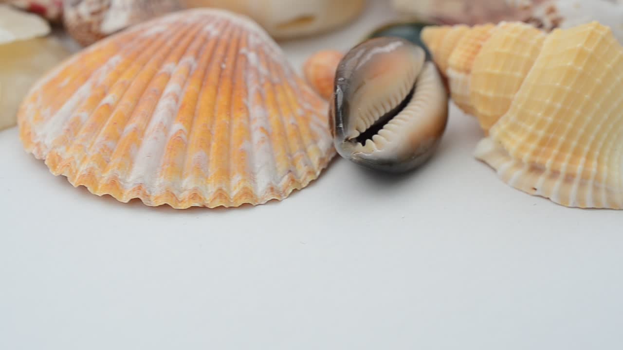 Sea shells isolated on white. Shooting in the movement