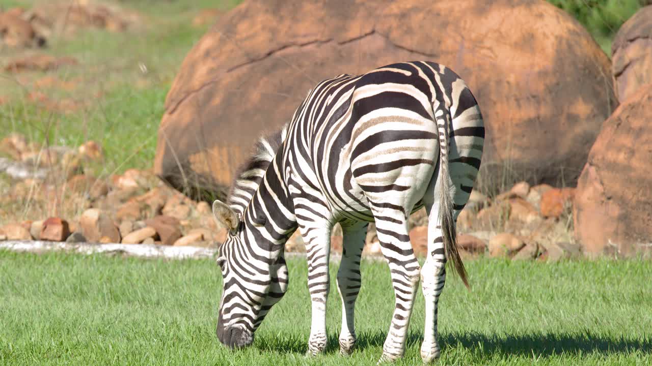 Una zebra delle pianure pascola sull'erba verde in un recinto soleggiato con grandi rocce rosse.