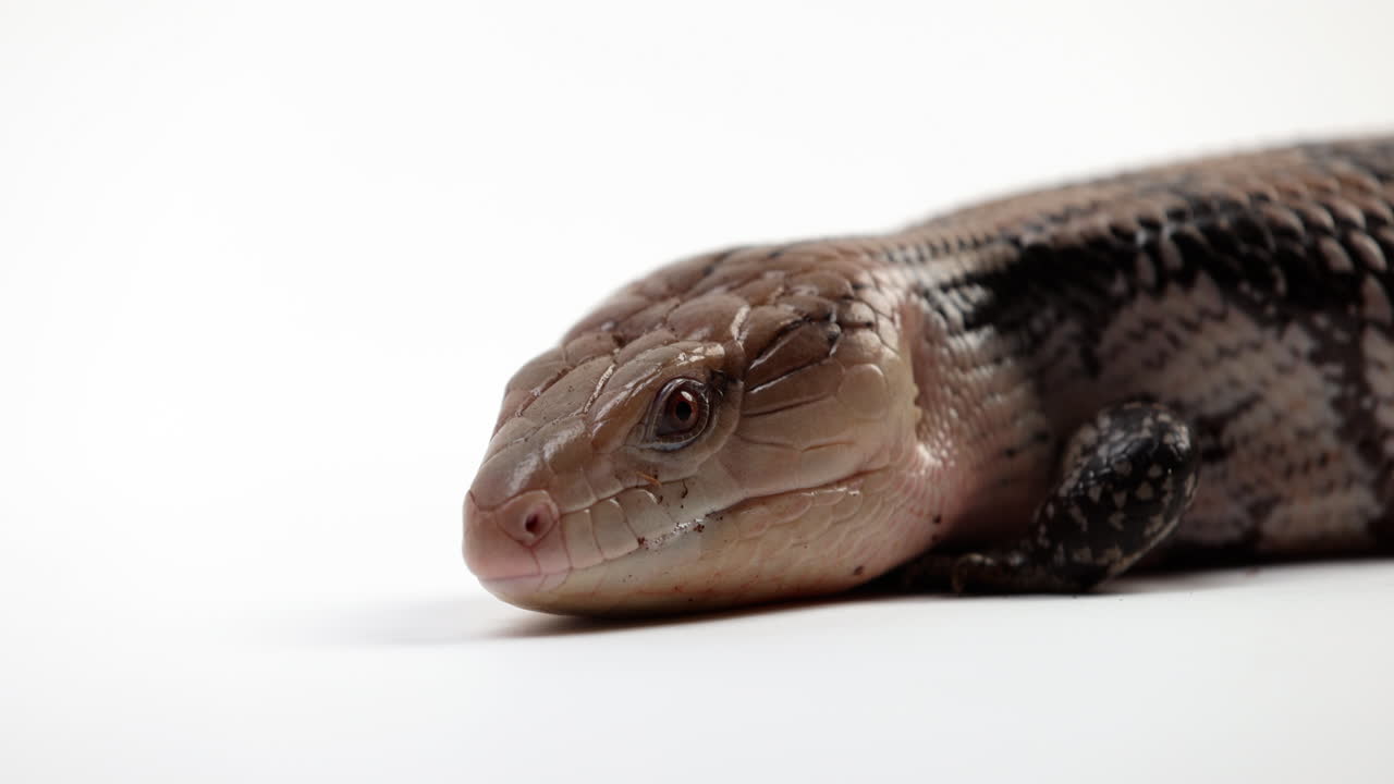 Blue Tongue Skink relaxed on white background flicks out tongue - close up on face isolated on white background