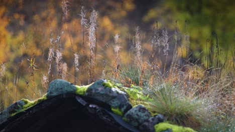 moss, grass, and wispy weeds grow on the sod roof of the mountain cabin