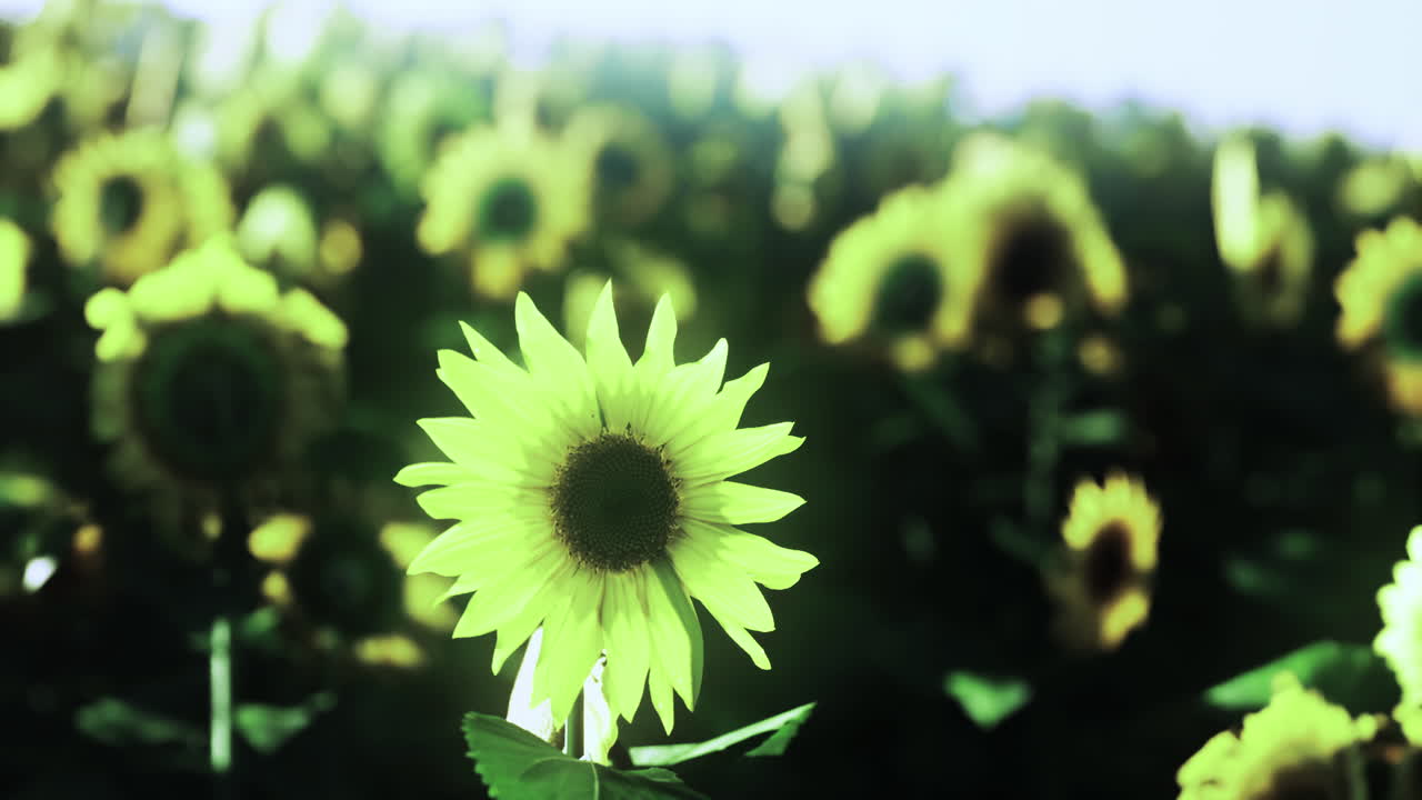 Sunflowers bloom vibrantly in a sprawling field during bright daytime
