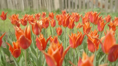 Primer-Plano-Del-Jardín-De-Flores-De-Tulipanes-Naranjas-Durante-El-Día