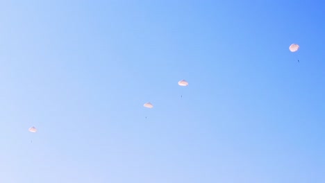 parachutists float down with white parachutes against a clear blue sky. captured during a military air drop at ginkelse heide, netherlands. this image shows coordinated airborne maneuvers in action