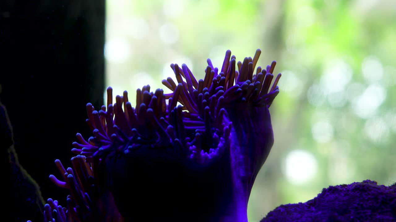 cerca de un pez nadando en una pecera con coral