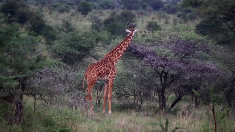 jirafa pacífica pastando en un alto árbol de acacia en el desierto de áfrica, sabana
