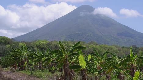 pan a través de una plantación de plátanos en la isla tropical de ometepe, nicaragua