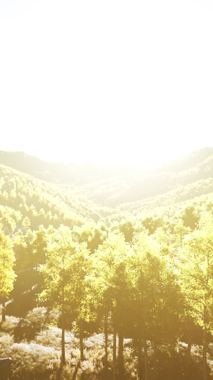 산 계곡 에 있는 빛 이 비치는 숲