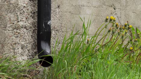 water flowing from drainage pipe on exterior wall