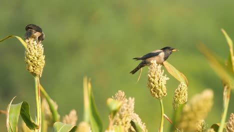 wide shot of two of rosy starlings feeding on jowar crop in india where it is a winter migrant and are known to raid crops and perform murmurations in millions at sunset