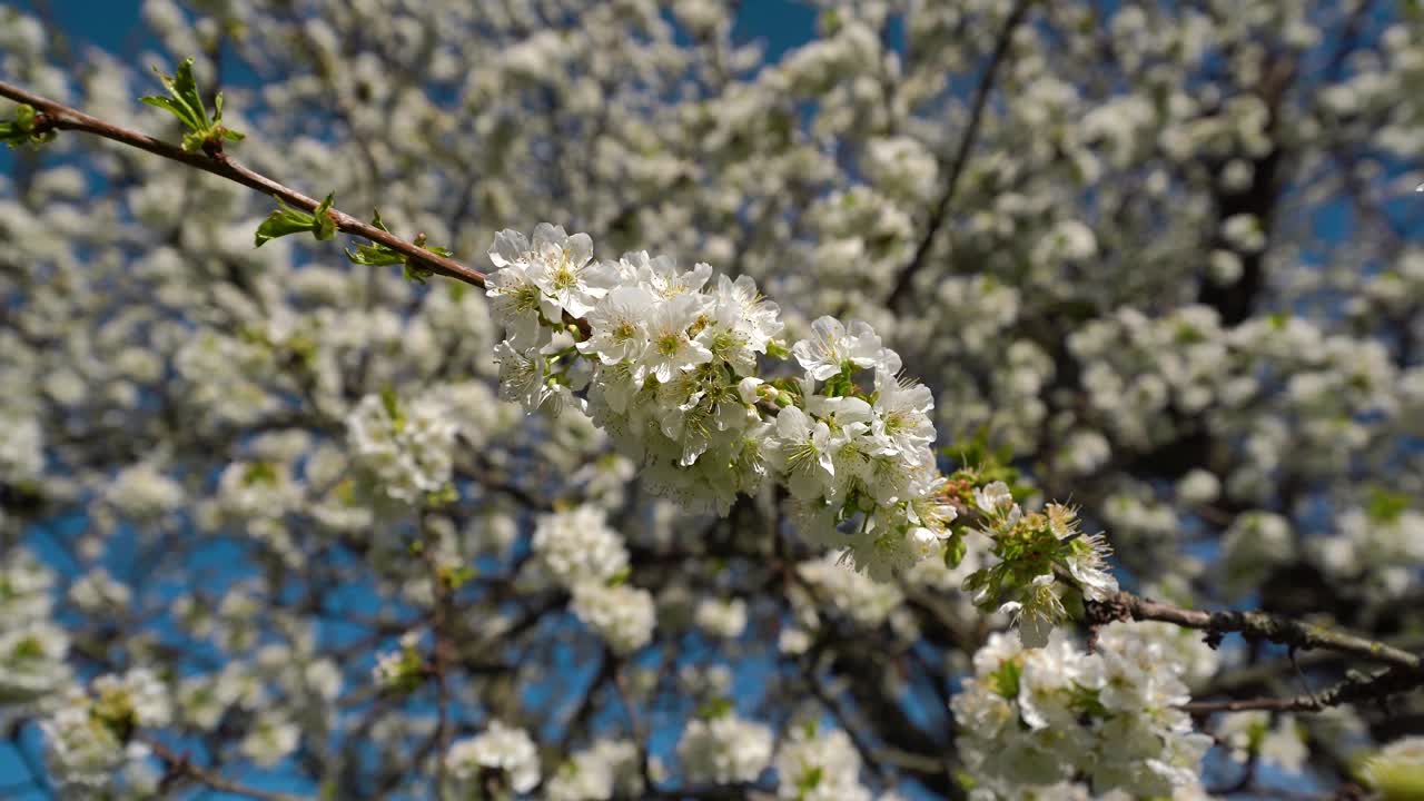 Primo piano di un ciliegio in fiore con bellissimi petali bianchi.