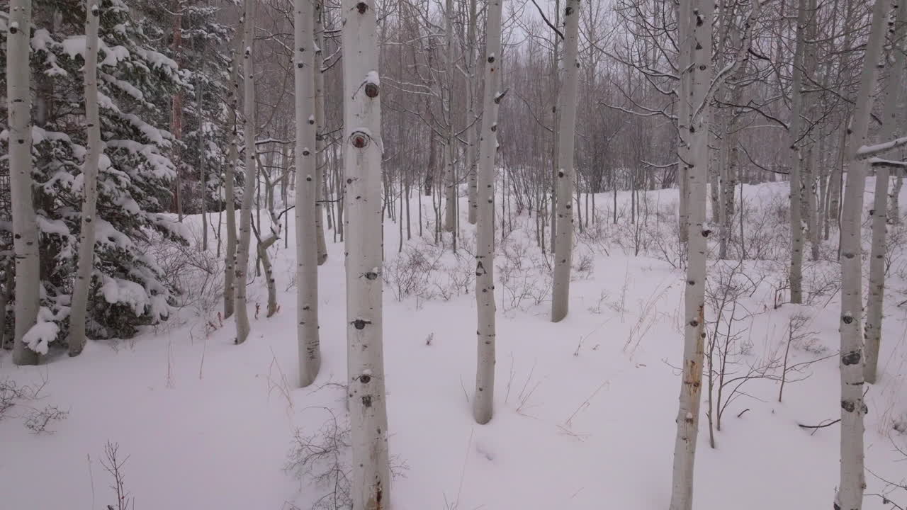 눈이 내리는 은 겨울 아스펜 숲 눈 어리 피트킨 카운티 야생 공중 드론 바위 산 콜로라도 바살트 카본데일 소프리스 마룬 벨 애쉬크로프트 독립 후퇴 느린 움직임