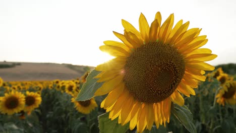 closeup macro of a sunflower blooming in the countryside field