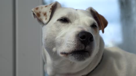 Abgesperrter-Tiefwinkelblick-Auf-Jack-Russell-Cross,-Der-Auf-Dem-Boden-Auf-Der-Terrasse-Sitzt