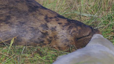 Breeding-season-for-Atlantic-Grey-seals,-revealing-newborn-pups-with-white-fur,-mothers-nurturing-and-bonding-in-the-warm-November-evening-sun