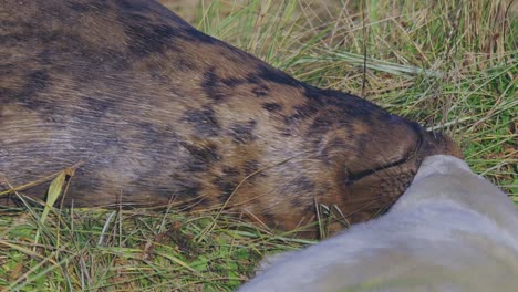 temporada de reproducción para las focas grises del atlántico, revelando cachorros recién nacidos con pelaje blanco, madres que cuidan y se unen en el cálido sol de la tarde de noviembre