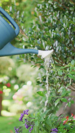 video of focused biracial senior man watering plants in garden