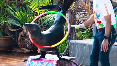 sea lion performs tricks with hula hoops