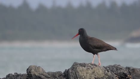 slow motion, medium shot of a black oystercatchers sitting on a rock on a british columbia coast