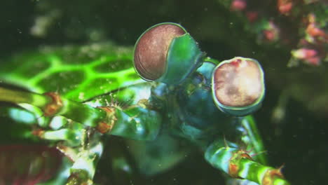 camarón mantis pavo real macho medio escondido bajo un bloque de coral