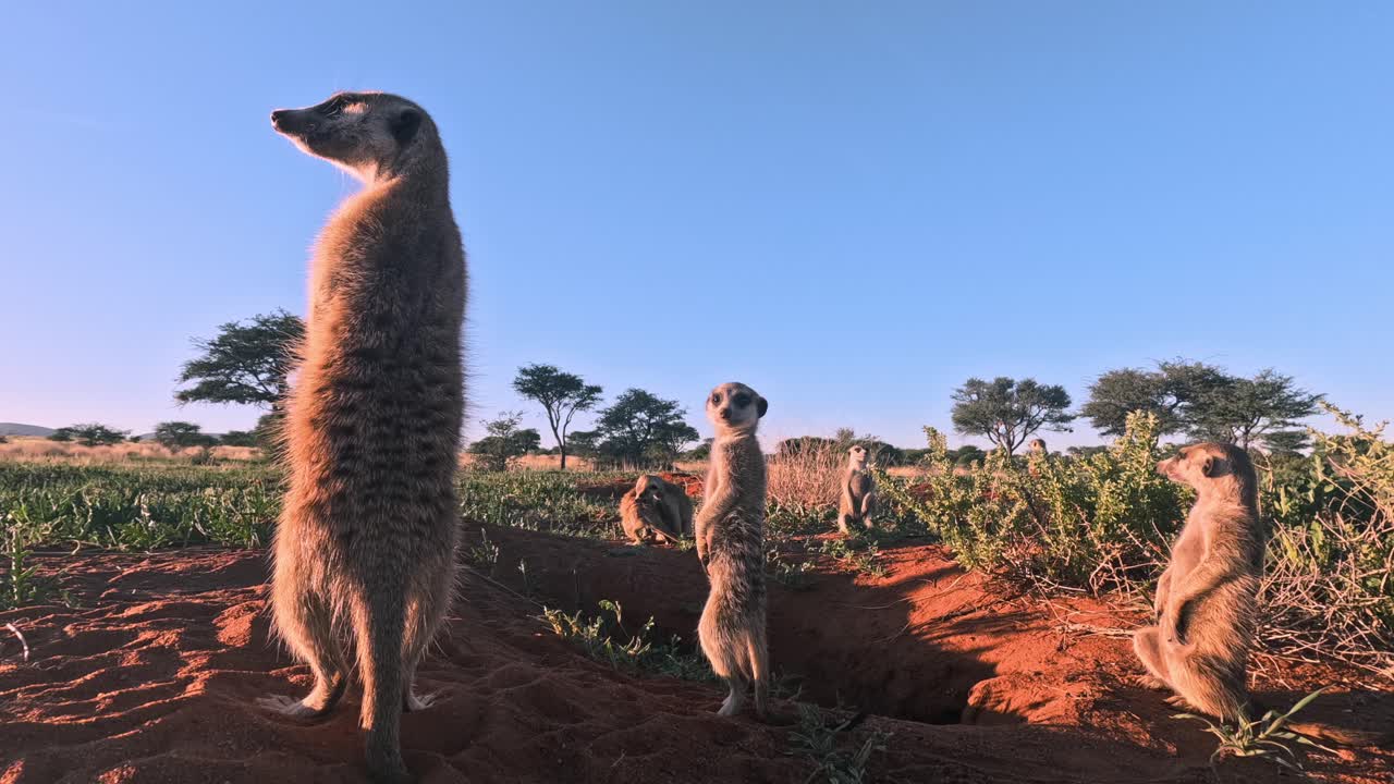 muy de cerca a nivel del suelo time-lapse de suricatas de pie en su madriguera en el sur de kalahari mirando a su alrededor y inspeccionando el área en busca de peligro