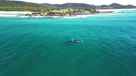 a baby humpback whale and mother swim close to a scenic coastal headland and popular holiday spot