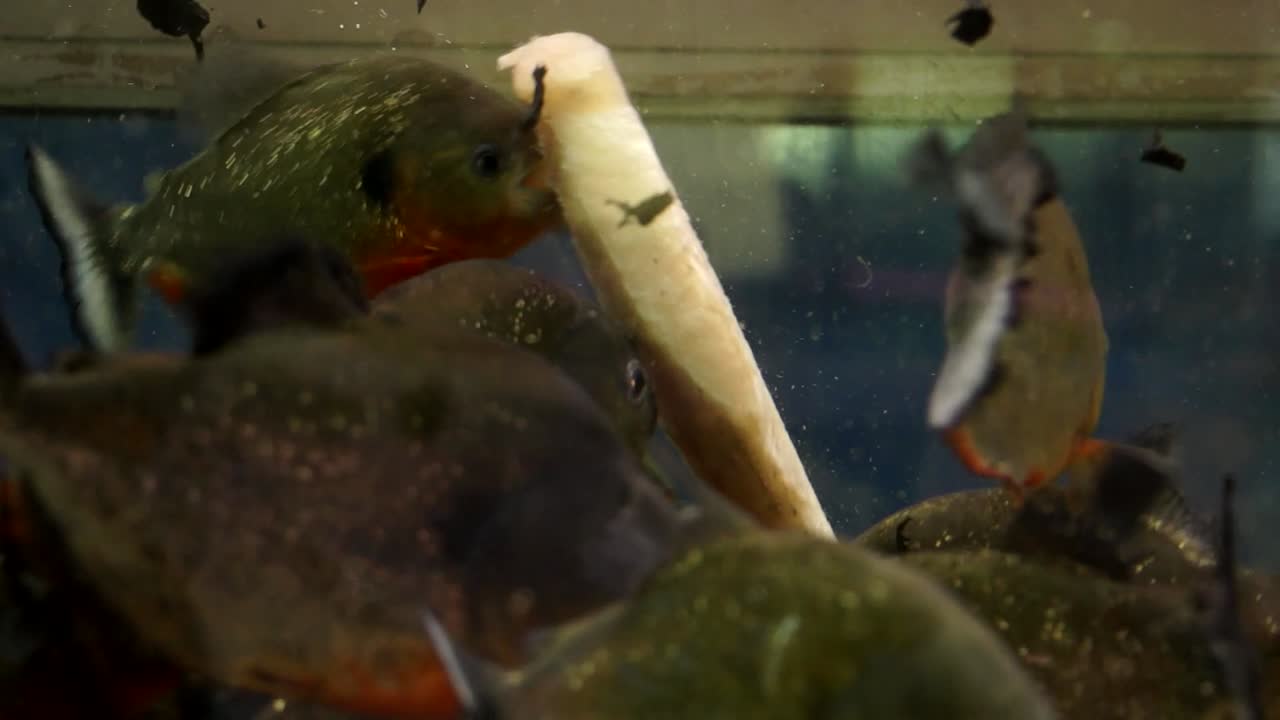 White fish sinks in water filled with red bellied piranhas starts feeding frenzy