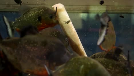 white fish sinks in water filled with red bellied piranhas starts feeding frenzy