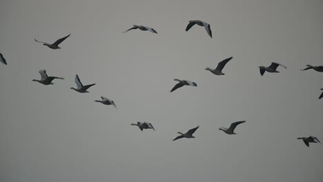 Flock-of-Bar-headed-Goose