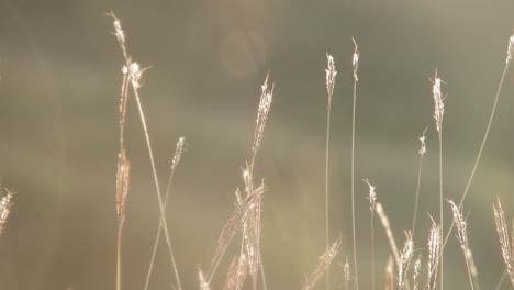 wheat in the wind , summer time