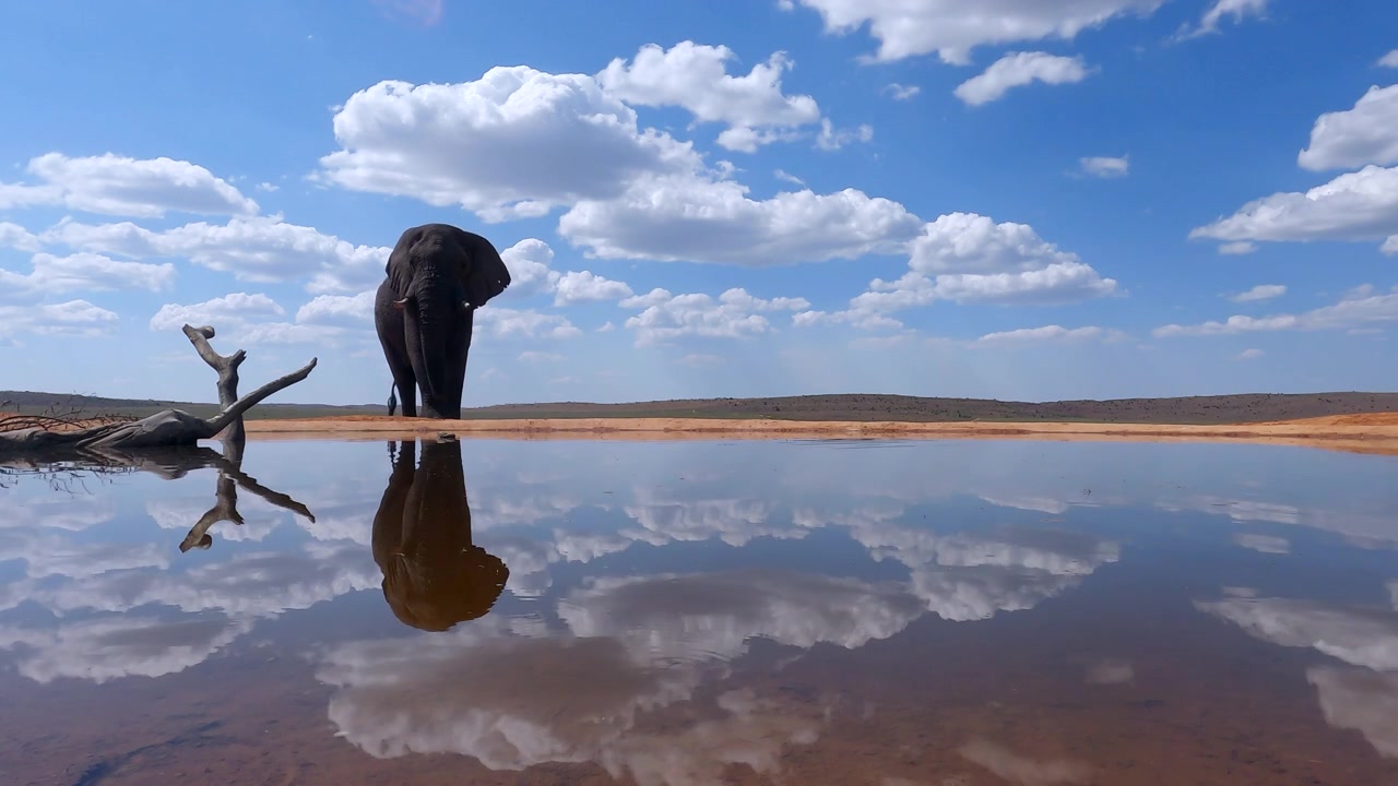 Majestic African Elephant bull walks up to waterhole to drink, water reflection