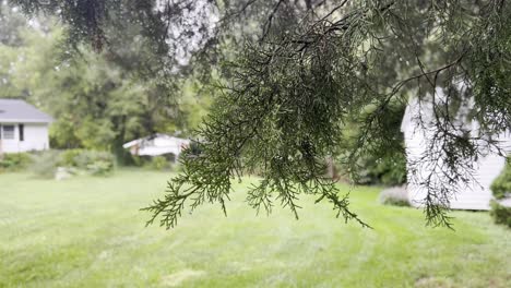 pine tree in rain storm in back yard of new home
