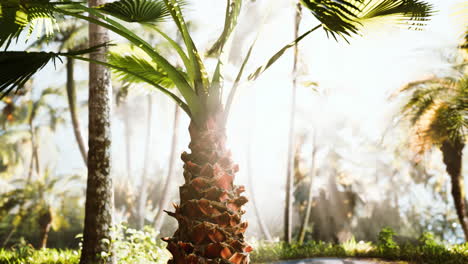 jardín tropical con palmeras bajo los rayos del sol