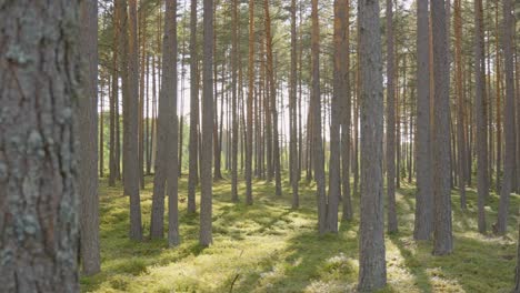 Walking-through-green-pine-forest-on-sunny-day,-change-of-focus