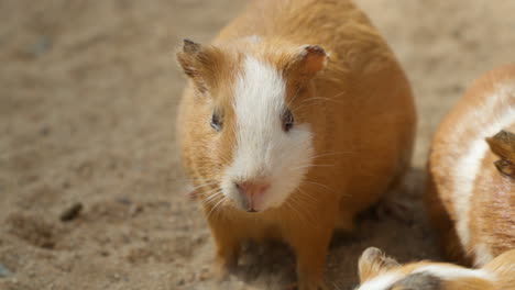 face close-up of domestic guinea pig chewing