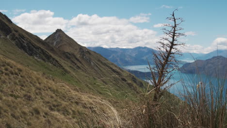 Wind-blows-tall-New-Zealand-grass-on-steep-hillside-with-blue-sky-and-clouds