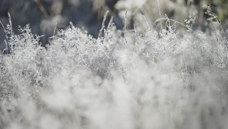 a natural filigree of the hoarfrost on the grasses and weeds