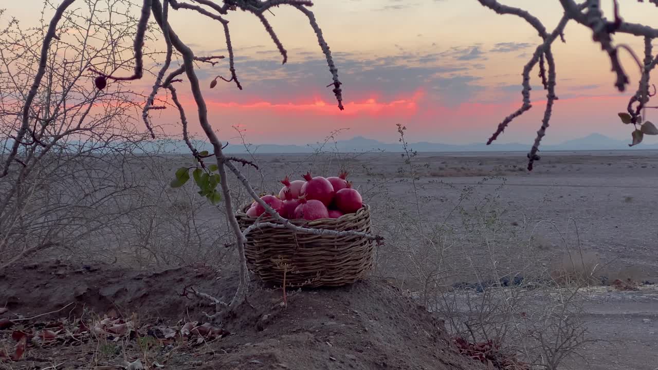 Pistachio Pomegranate garden tree in fall winter harvest season in Iran Bundle of fresh ripe red delicious organic tasty fruits in traditional woven basket handmade thin wooden branches wicker local