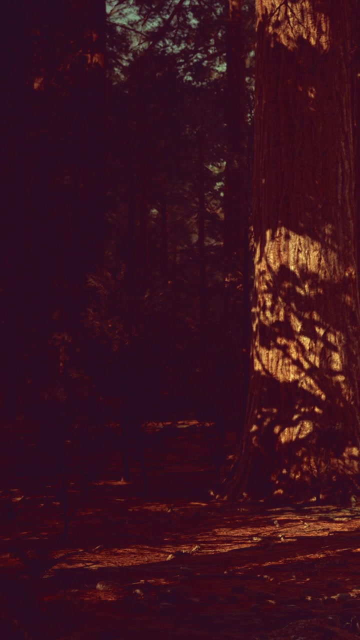Tall tree casts shadows on forest floor in the evening light near a path