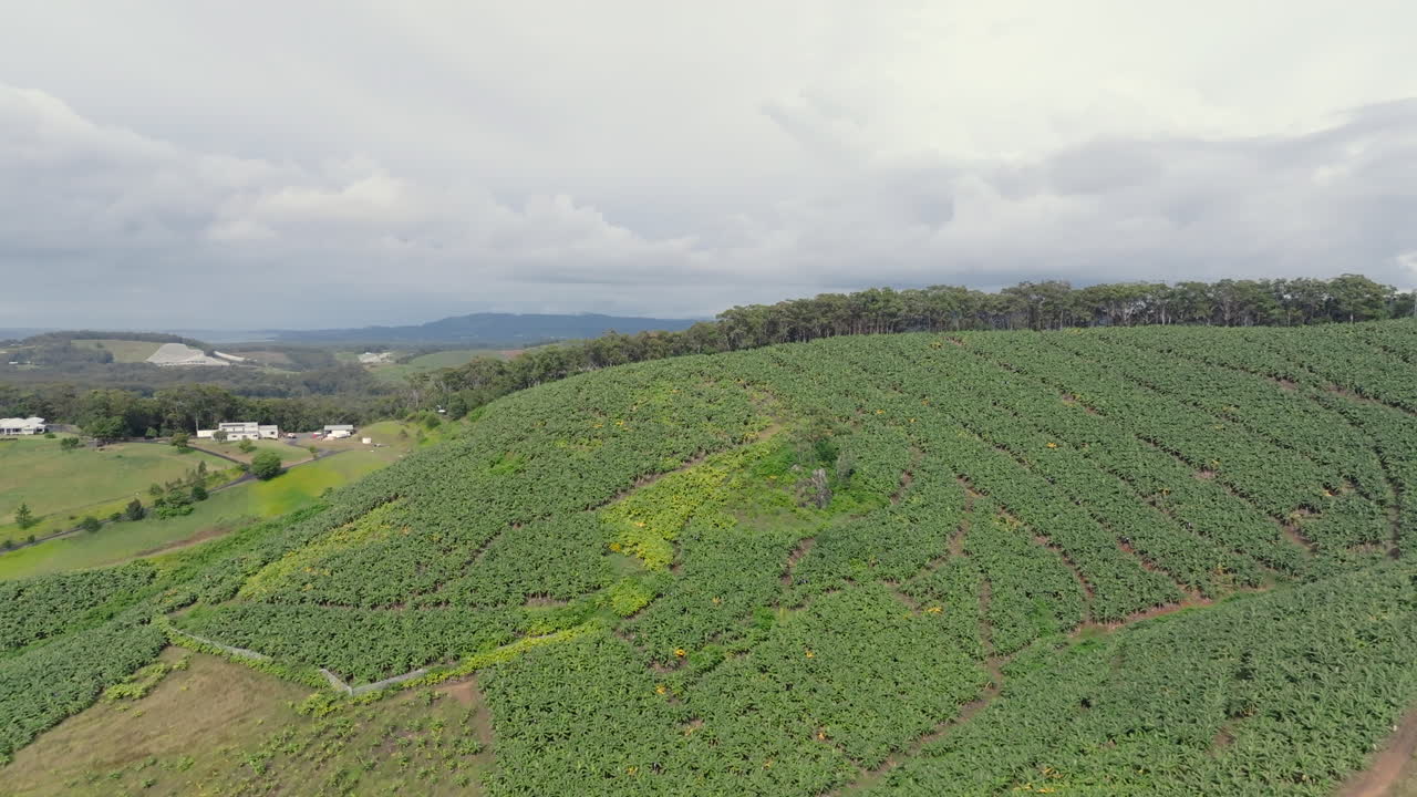 Aerial drone shot over banana plantations near Coffs Harbour, Australia