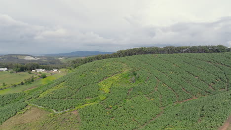 aerial drone shot over banana plantations near coffs harbour, australia