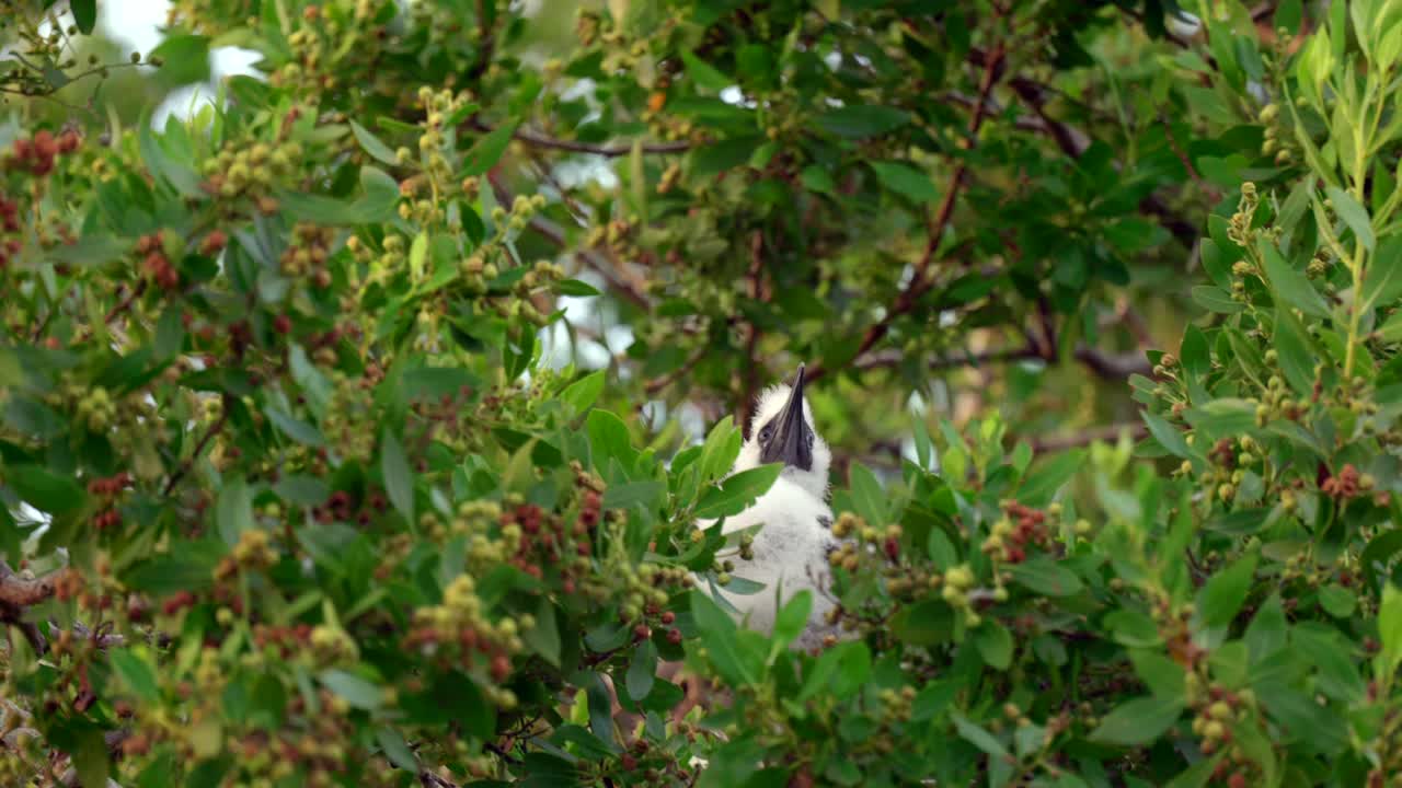 un bebé de patas rojas se sienta en la rama balanceada de un árbol en little cayman en las islas caimán