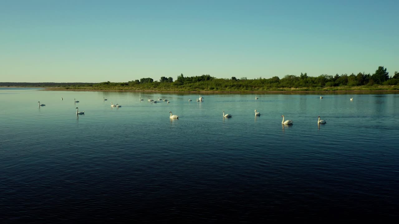 Stunning Drone Aerial shot circling around group of Swans